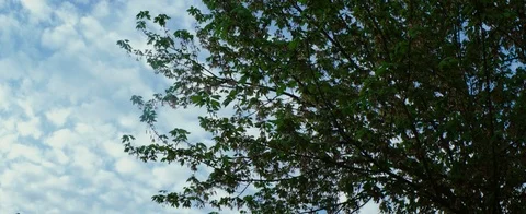 Anamorphic timelapse of clouds and trees Stock Footage 107359875