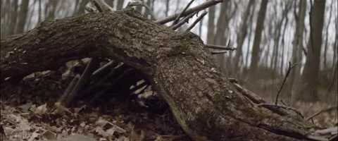Anamorphic Tree Den Low Angle Medium Shot Stock Footage 201266770