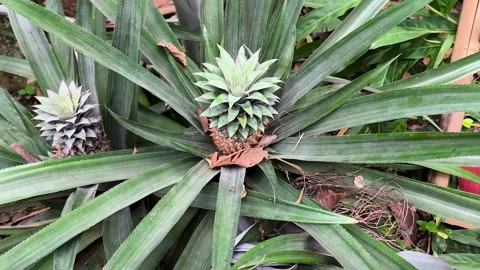 Ananas comosus Stock-Footage 329494701