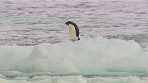 Anarctica Adelie Penguins Stock Footage 70398249