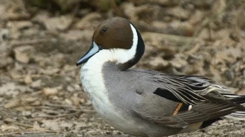 Anas Acuta Close up Slow Motion Stock Footage 87920165