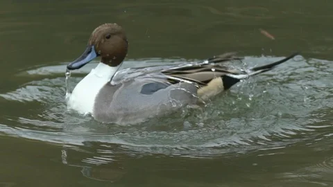 Anas acuta Stock Footage 87920184