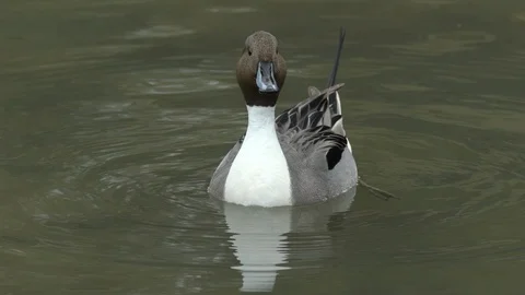 Anas acuta Stock Footage 87920317