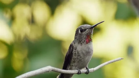 Ana's Hummingbird Flies Off Stock Footage 12096819