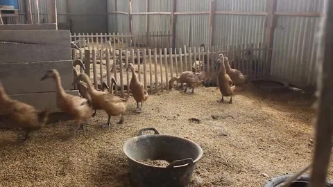 Anas moschata, a flock of ducks running Stock Footage 279826940
