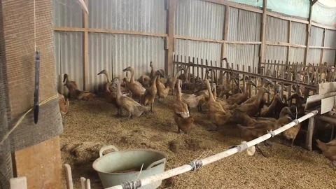 Anas moschata, a flock of ducks running Stock Footage 279827074