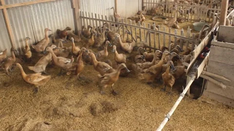 Anas moschata, a flock of ducks running Stock Footage 279827258