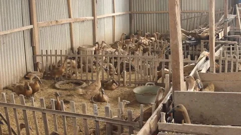 Anas moschata, a flock of ducks running Stock Footage 279827297