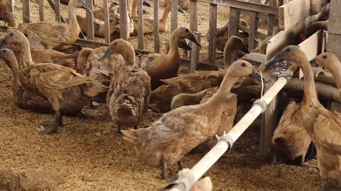 Anas moschata, a flock of ducks running Stock Footage 279827300