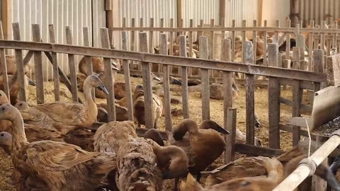 Anas moschata, a flock of ducks running Stock Footage 279827408