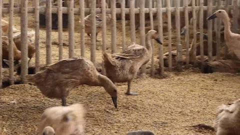 Anas moschata, a flock of ducks running Stock Footage 279827431
