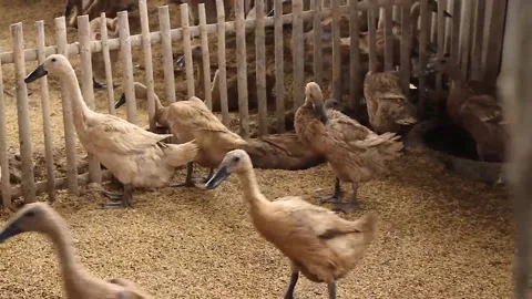 Anas moschata, a flock of ducks running Stock Footage 279827489