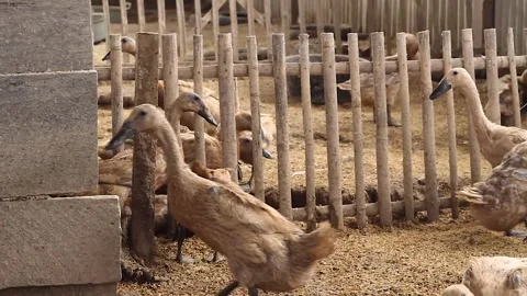 Anas moschata, a flock of ducks running Stock Footage 279827493