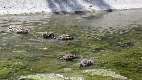 Anas platyrhynchos and their pups are feding in water. Stock Footage 133281153