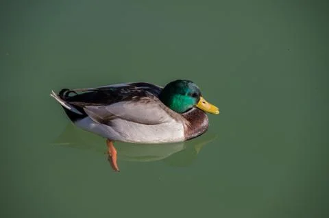 Anas platyrhynchos Stock Photos