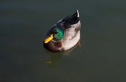 Anas platyrhynchos Stock Photos