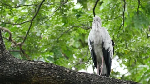Anastomus oscitans on a branch Stock Footage 131967497