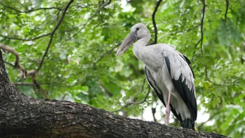 Anastomus oscitans on a branch Stock Footage 131967579