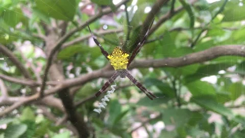 Anasuja, argiope or araneidae indian Stock Footage 228782753
