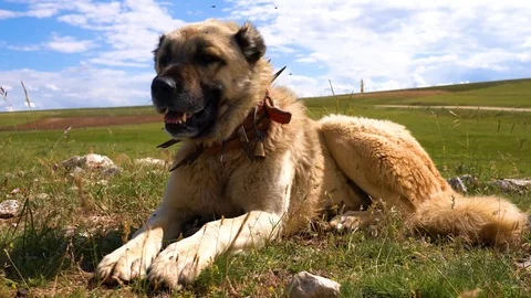 Anatolian shepherd 2025 spiked collars