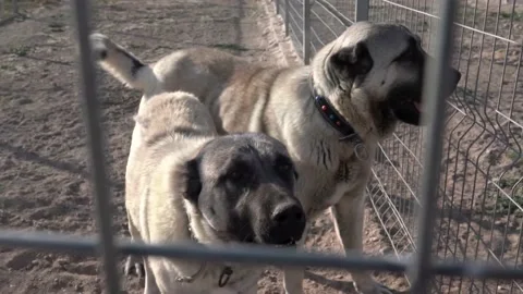 Anatolian Shepherd (Kangal in Turkish) Stock Video Pond5