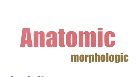 Anatomic Animated Word Cloud Isolated On White Stock Footage 103659788