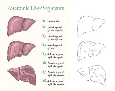 Anatomic liver segments flat vector illustration Stock Illustration