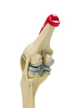 Anatomic model of a knee Stock Photos