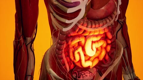 Anatomical 3D animation of digestive system. Showing the transparent body Stock Footage 192498458