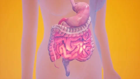 Anatomical 3D animation of digestive sys... | Stock Video | Pond5