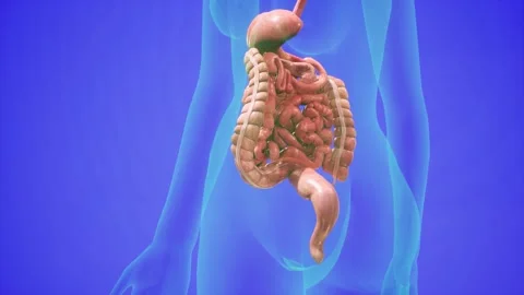 Anatomical 3D animation of digestive sys... | Stock Video | Pond5