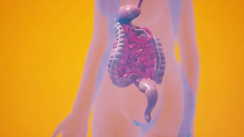 Anatomical 3D animation of digestive sys... | Stock Video | Pond5