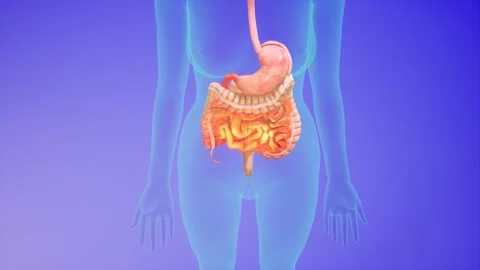 Anatomical 3D animation of digestive sys... | Stock Video | Pond5