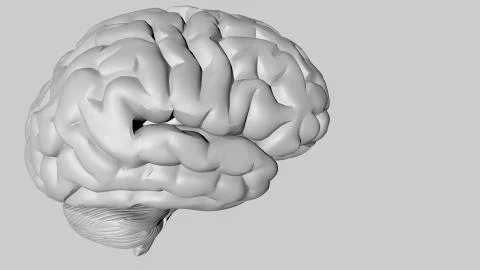 Anatomical 3D model of human brain for medical students. Stockillustratie