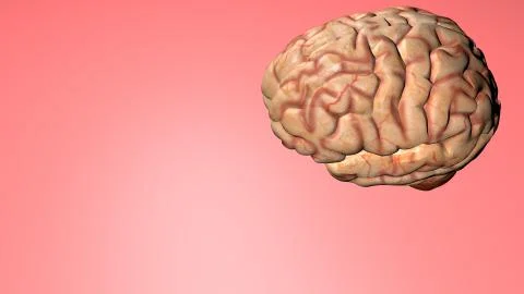Anatomical 3D model of human brain for medical students. 스톡 일러스트