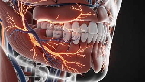 Anatomical 3d render showing nervous system and blood vessels of human jaw .. Stock Footage 335219656