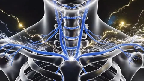 Anatomical 3d rendering of human circulatory system with electrical impulses. Stock Footage 335219744