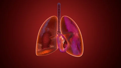 Anatomical animation of breathing Lungs | Stock Video | Pond5