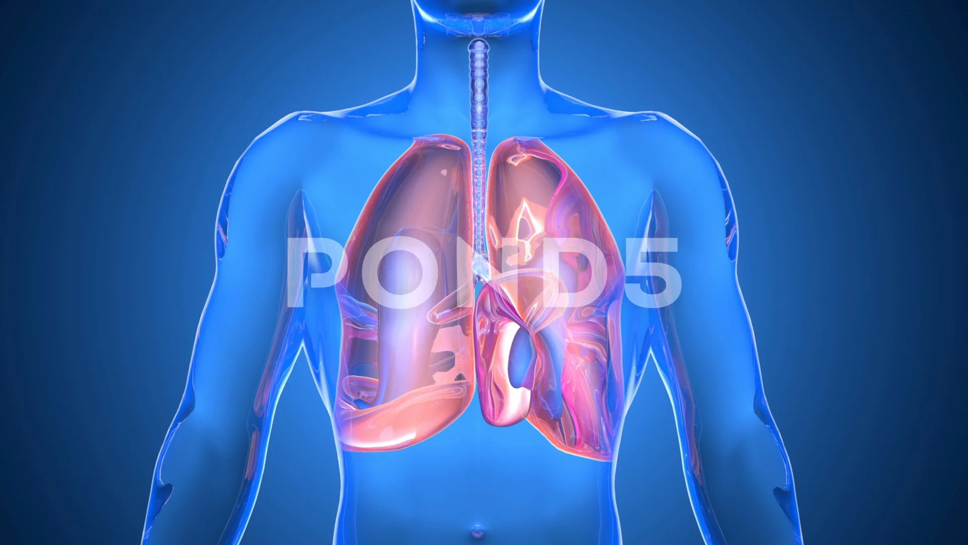 Anatomical animation of breathing Lungs | Stock Video | Pond5