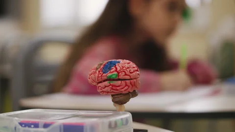 Anatomical brain model on desk while pupils study biology during lesson Stock Footage 335680971