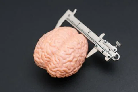 Anatomical Brain Model with Measuring Tool on Black Background Stockfoto's