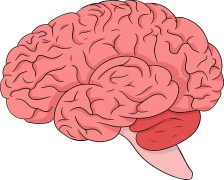 Anatomical brain stomach vector colored, cartoon icon. Hand drawn internal Stock Illustration