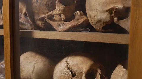 Anatomical collection of human skulls at the Faculty of Medicine Stock Footage 336673777
