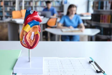 Anatomical cross-section model of the human heart with an ECG cardiogram char Stock Photos
