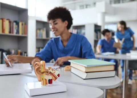 Anatomical cross-section model of human ear with medical students studying .. Stock Photos