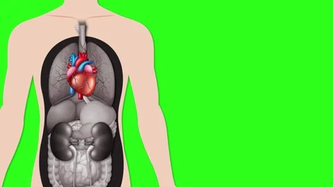Anatomical Diagram of Human Heart Function and Blood Circulation Stock Footage 333606676