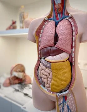 Anatomical doll Stock Photos