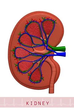 Anatomical drawing of a kidney Stock Illustration