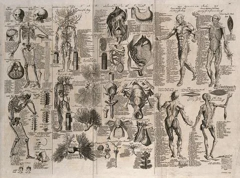 Anatomical figures: includes corch figures, details of the skeleton, the ci.. Stock Illustration