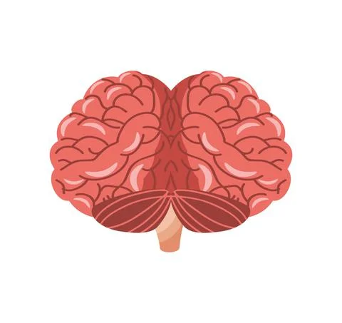 Anatomical human brain Stock Illustration